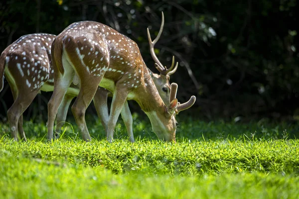 Chevreuils Guépards Chevreuils Également Connus Sous Nom Cerfs Tachetés Dans — Photo