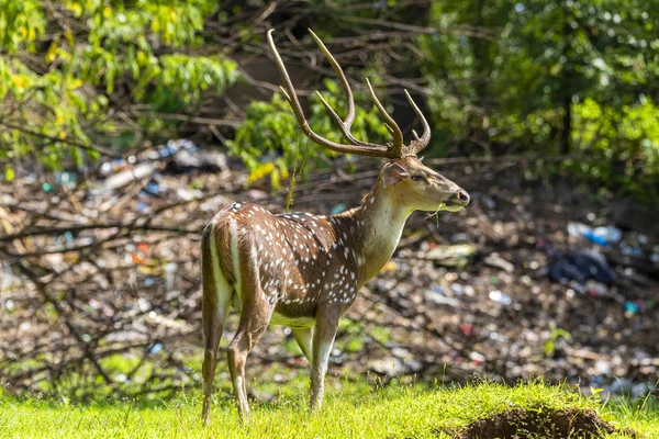 Cerfs Vitaux Avec Pollution Des Sols Arrière Plan Indique Pollution — Photo