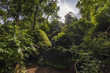 Sunset in the Woods 'taki ağaç dallarından süzülen güneş ışığıyla kaplı orman ağaçları. Mumbai' deki Kanheri mağaralarının dağlarıyla kaplı taşlarla..
