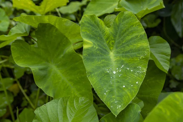 コロカシアの葉象耳タロイモコココヤムダシェン緑のコロカシアの葉に新鮮な水が落ちるエクアティリスと朝の露の滴 葉のパターン雨が降る雨を閉じます — ストック写真