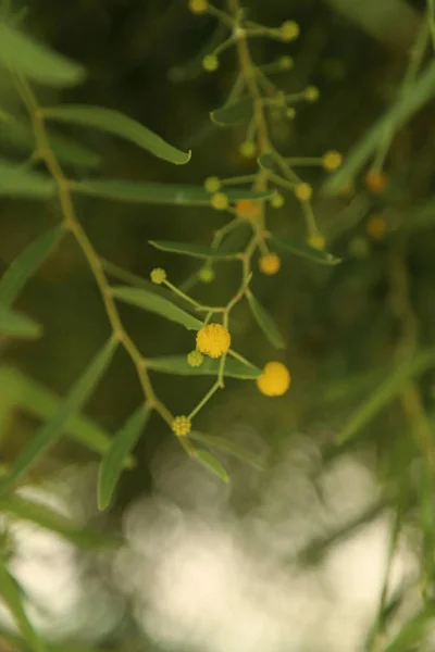 Floraison Mimosa Acacia Pycnantha Agneau Doré Printemps Fleurs Jaune Vif — Photo