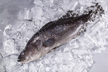 Buzda taze deniz levreği. Siyah taş bir masanın üstünde.