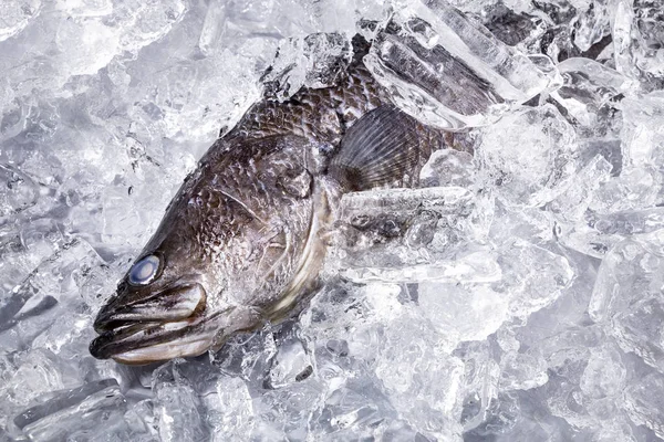 Fresh Sea Bass Fish Ice Black Stone Table Top View — Stock Photo, Image
