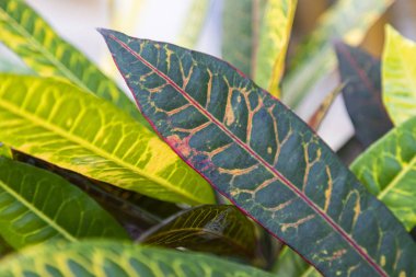 Genç yeşil ağaç yapraklarını gün ışığında kapatın. Doğal arka plan, serinlik ve tazelik kavramı.