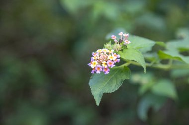 Lantana ya da Batı Hint Lantana çiçekleri bahçede çiçek açıyor.