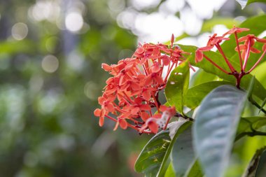 kırmızı çiçekler arka planda, dikenli çiçekler şekil, tonlama süreci