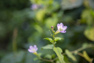 Açık Mor Petunya çiçekleri, Beyaz petunya ve bulanık arkaplan.
