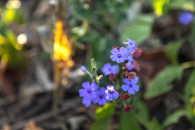Myosotis alpestris ya da alp beni unutma. Çiçek açan Boraginaceae familyasından bir bitkidir.