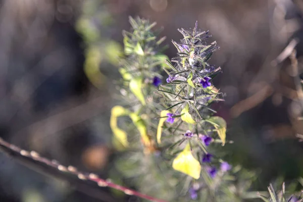 Première Fleur Printanière Violette Blepharis Floraison Forêt Maharashtra Fleur Jeunes — Photo