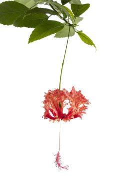 Beyaz arkaplanda izole edilmiş pembe Hibiscus şizofetalus çiçekleri