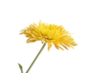 Kasımpatı çiçeği beyaz zemin üzerine uzun bir sap üzerinde İZOLELİ