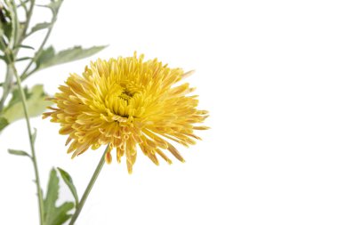 Kasımpatı çiçeği beyaz zemin üzerine uzun bir sap üzerinde İZOLELİ