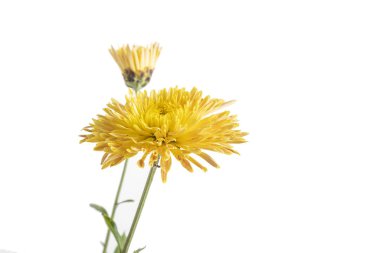 Kasımpatı çiçeği beyaz zemin üzerine uzun bir sap üzerinde İZOLELİ