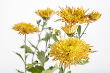 Kasımpatı çiçeği beyaz zemin üzerine uzun bir sap üzerinde İZOLELİ