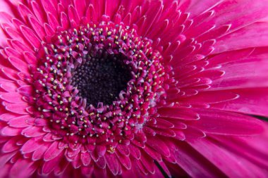 Germini çiçeği pembe çiçek beyaz arka planda izole edilmiş. Sığ derinlik. Yumuşak tonlu