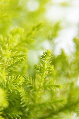 Lemon Selpress şubesinin beyaz arkaplanda izole edilmiş hali