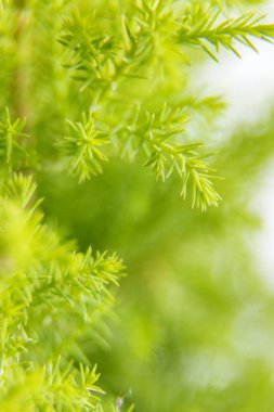 Lemon Selpress şubesinin beyaz arkaplanda izole edilmiş hali