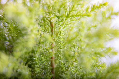 Beyaz arkaplanda su damlaları olan Lemon Selvi 'nin yakın plan görüntüsü