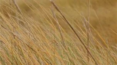 Marram Rüzgar closeup üfleme çimen
