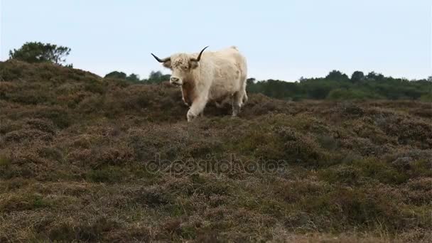Galloway βοοειδή trots προς την φωτογραφική μηχανή σε heahtland — Αρχείο Βίντεο