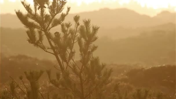 Romo, 덴마크 히스 랜드 근접 촬영 앞에 일몰에 소나무 — 비디오