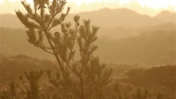 Pine in sunset in romo, denmark in front of heathland close seup — стоковое видео