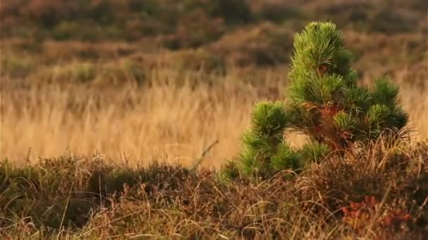 Small pine tree in heathland in denmark / romo — Stock Video