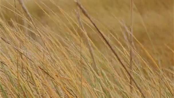 Pasto de Marram soplando en el primer plano del viento — Vídeo de stock