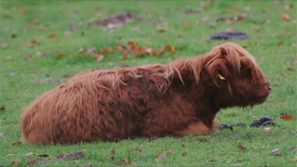 Bovins des Highlands assis sur la prairie et mâcher — Video