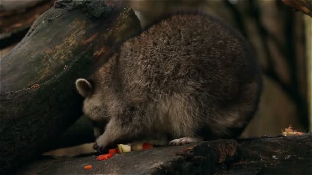 Racoon verzamelt en eet voedsel closeup — Stockvideo
