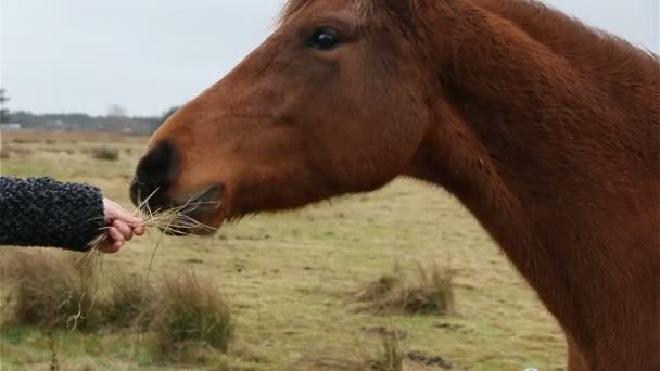 Fütterung eines Pferdes mit einem Bündel Gras — Stockvideo