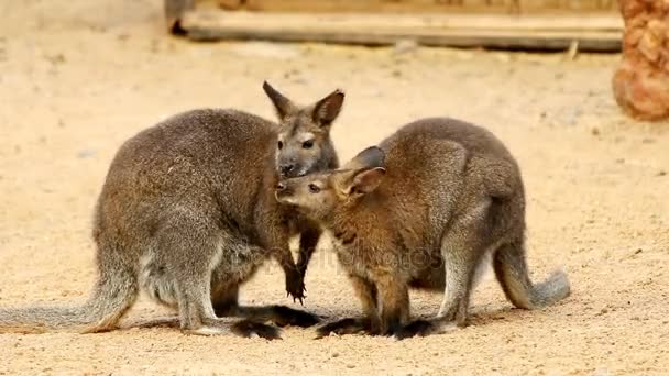 Twee kangoeroes snuiven elkaar op zanderige grond — Stockvideo