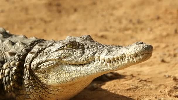 Крокодил лежить на сонці дихає і чекає крупним планом — стокове відео