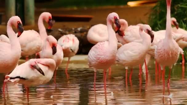 Grupo de flamencos de pie en la cuenca del agua preparándose — Vídeo de stock