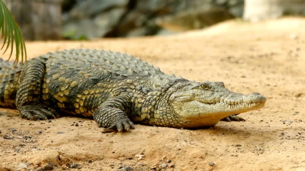 Krokodil som ligger på marken i fokus medan en andra krokodil smyger i bakgrunden — Stockvideo