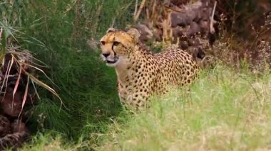 Yemek için çalılar avcılık yoluyla güzel cheetah sürünür