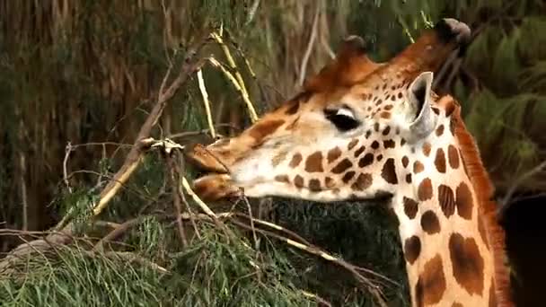 Girafe broutant les buissons d'un arbre gros plan — Video