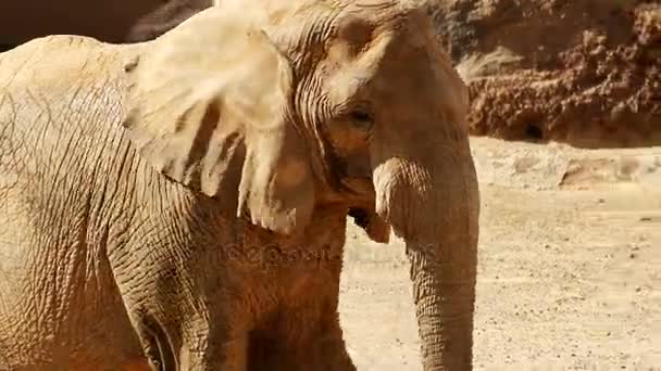 Elephant walking by through dusty scene searching for food — Stock Video