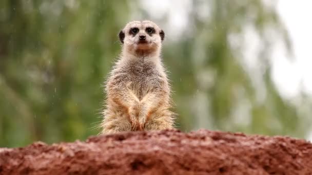 Zoete suricate staande in de regen van een steen kijken — Stockvideo