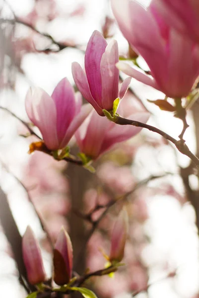 Magnolia blommor blomma — Stockfoto