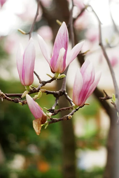 Magnolia blommor blomma — Stockfoto