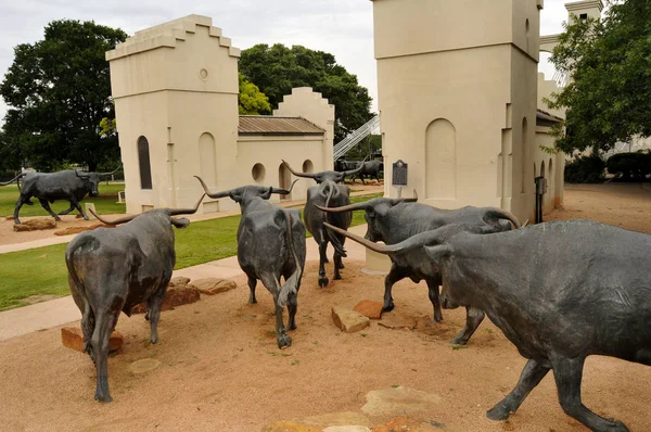 The Waco Cattle Drive — Stock Photo, Image