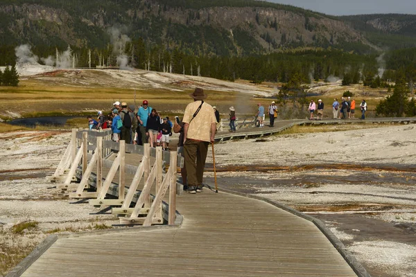 Male Tourist Walking Male Bull Elk Happened Walking Yellowstone Campground — Stock Photo, Image