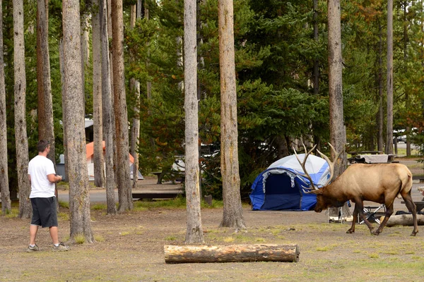 Male Tourist Walking Male Bull Elk Happened Walking Yellowstone Campground — Stock Photo, Image