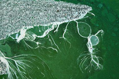 Mavi - yeşil algler göl kenarında