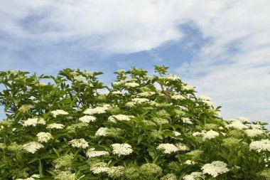 elderflowers mavi bulutlu gökyüzü altında