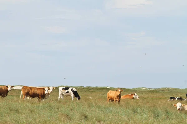 Vacas pastando no prado verde — Fotografia de Stock