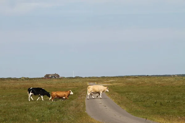 Kor som betar på grön äng — Stockfoto