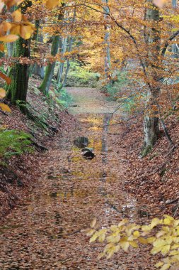 Ravnsholt Skov orman