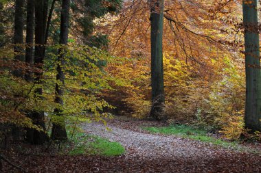 Ravnsholt Skov orman